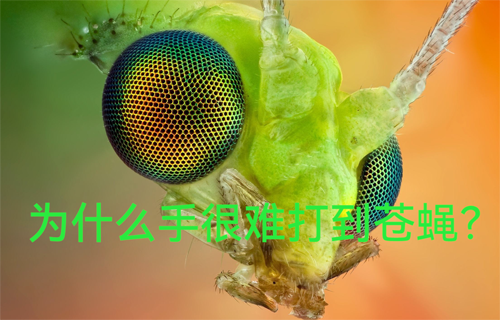 為什么手很難打到蒼蠅？