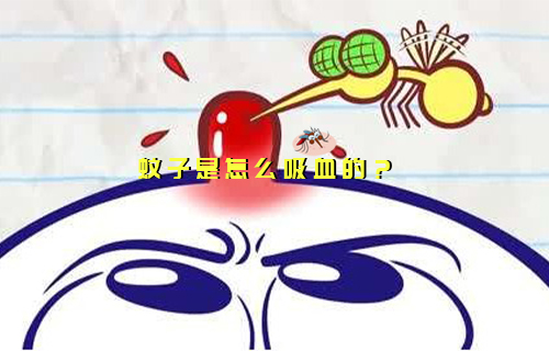 【科普視頻】你知道蚊子是怎么“干飯”的嗎？